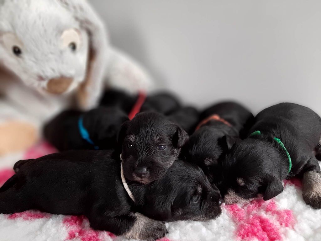 chiot Schnauzer miniature Des Barbus D'Ogatis