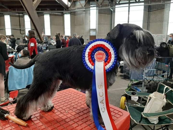 Des Barbus D'Ogatis - National d elevage du Schnauzer 2020 à Poitiers 