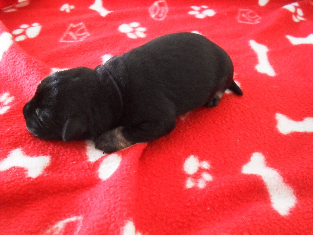 Des Barbus D'Ogatis - Schnauzer miniature - Portée née le 02/06/2018